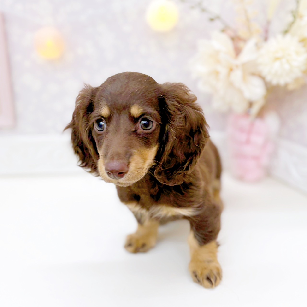 富山県のミニチュアダックスフンド(ロング) (犬の家＆猫の里富山店/2025年12月7日生まれ/女の子/チョコレートタン)の子犬の4枚目の画像