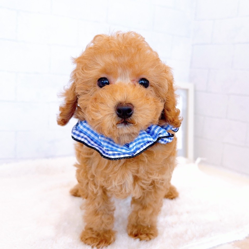 石川県のトイプードル(トイ) (犬の家＆猫の里金沢店/2026年1月29日生まれ/男の子/オレンジフォーン)の子犬の4枚目の画像