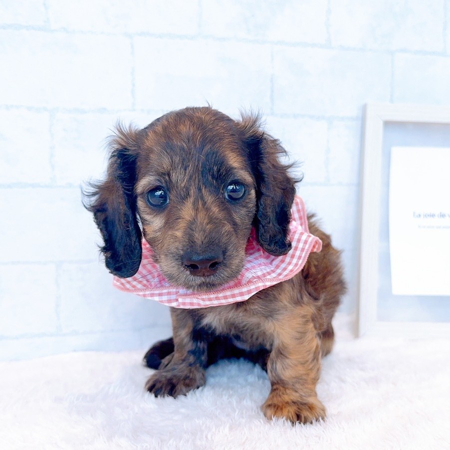 石川県のカニンヘンダックスフンド(ロング) (犬の家＆猫の里金沢店/2026年1月31日生まれ/女の子/ブリンドル)の子犬の4枚目の画像