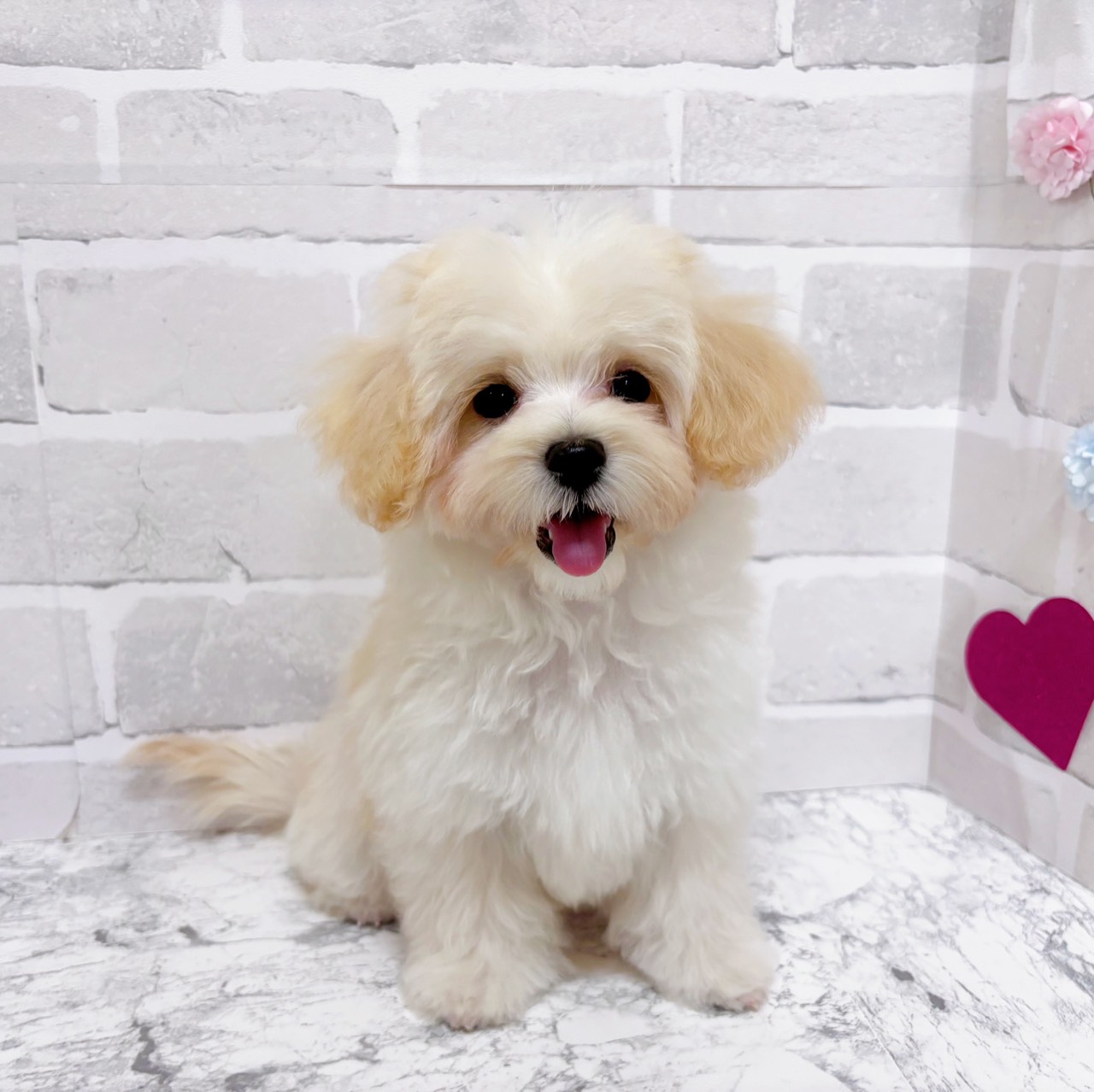 京都府のマルプー(マルチーズ×プードル) (犬の家＆猫の里京都精華店/2025年11月4日生まれ/男の子/クリーム)の子犬の4枚目の画像