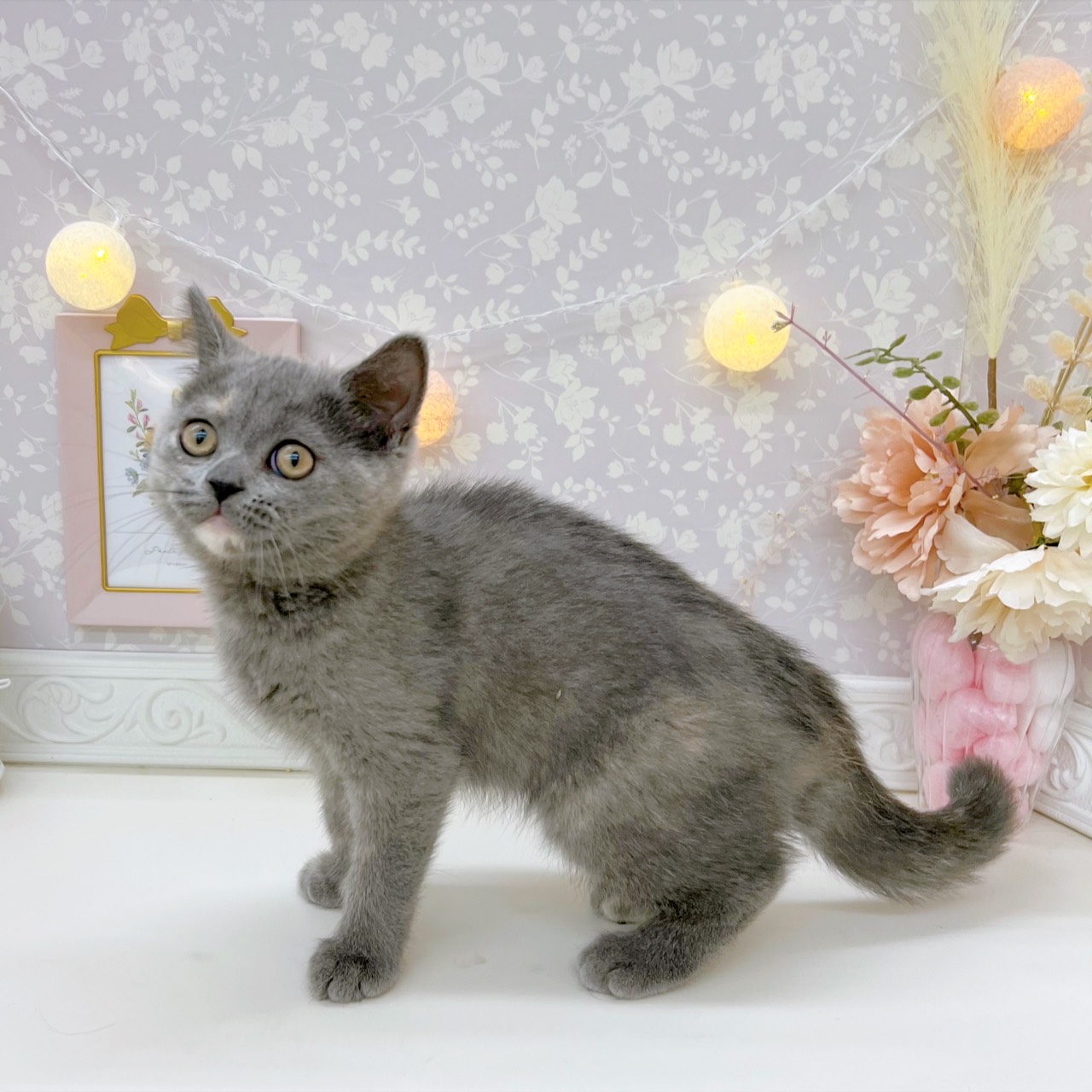 富山県のミヌエット (犬の家＆猫の里富山店/2025年9月17日生まれ/女の子/ブルークリーム)の子猫の4枚目の画像