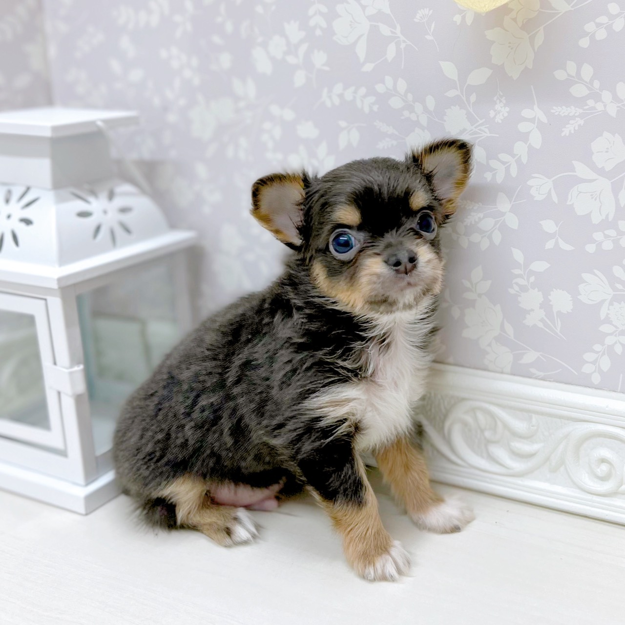 富山県のチワワ(ロング) (犬の家＆猫の里アミーゴ山室店/2025年9月18日生まれ/男の子/ブルータンホワイト)の子犬の4枚目の画像