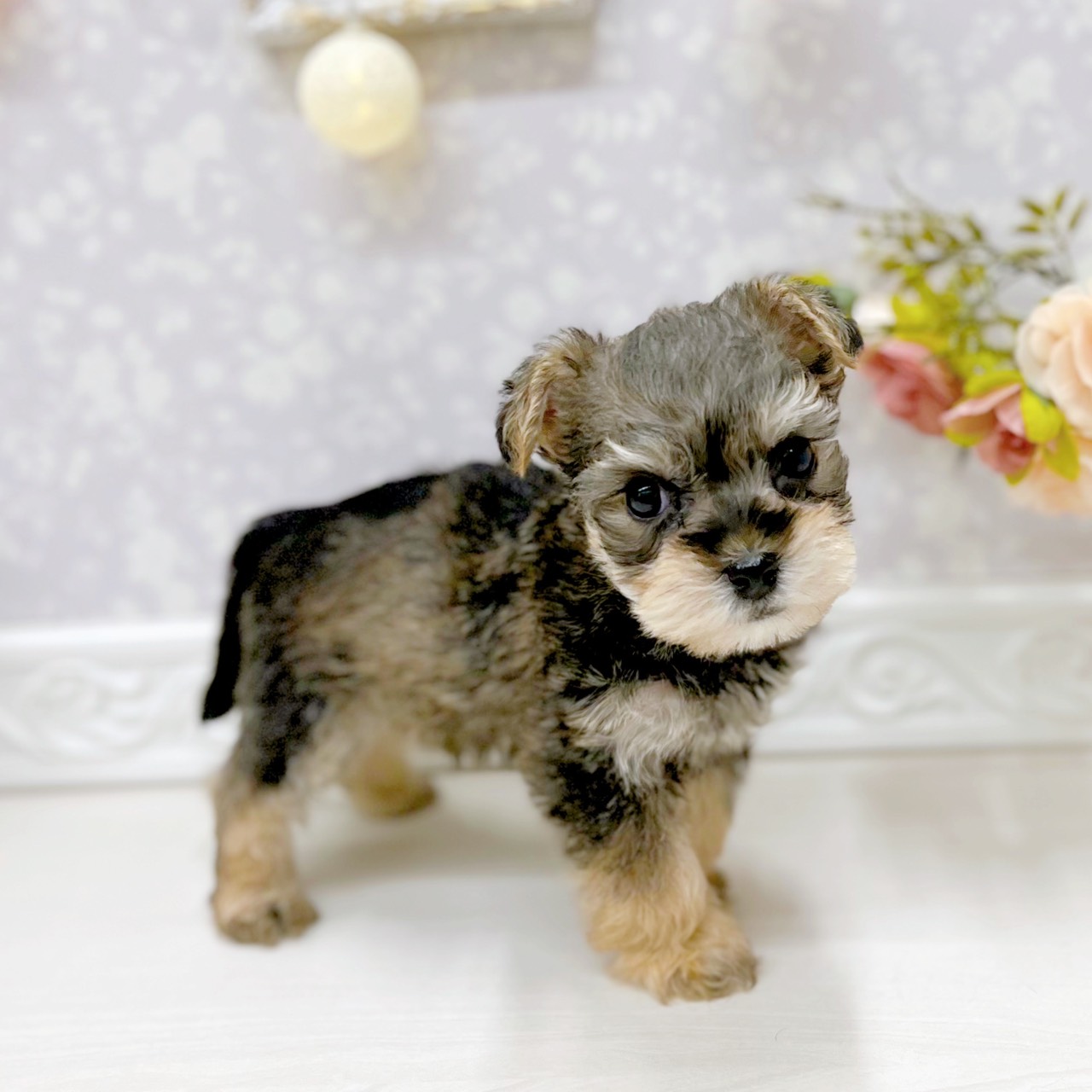 富山県のハーフ犬・ミックス犬 (犬の家＆猫の里アミーゴ山室店/2025年9月30日生まれ/男の子/スチールブルータン)の子犬の4枚目の画像