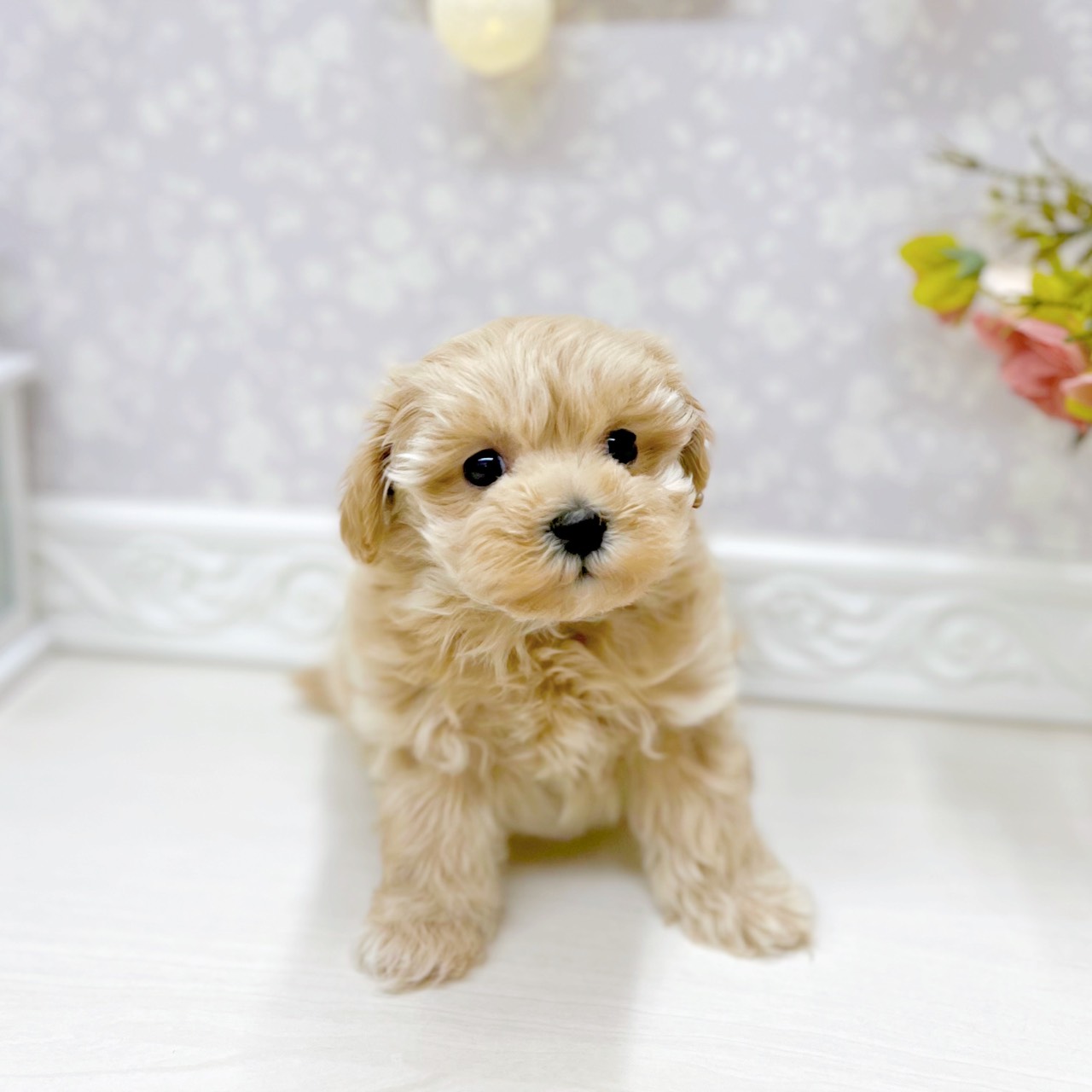 富山県のマルプー(マルチーズ×プードル) (犬の家＆猫の里アミーゴ山室店/2025年9月25日生まれ/女の子/クリーム)の子犬の4枚目の画像