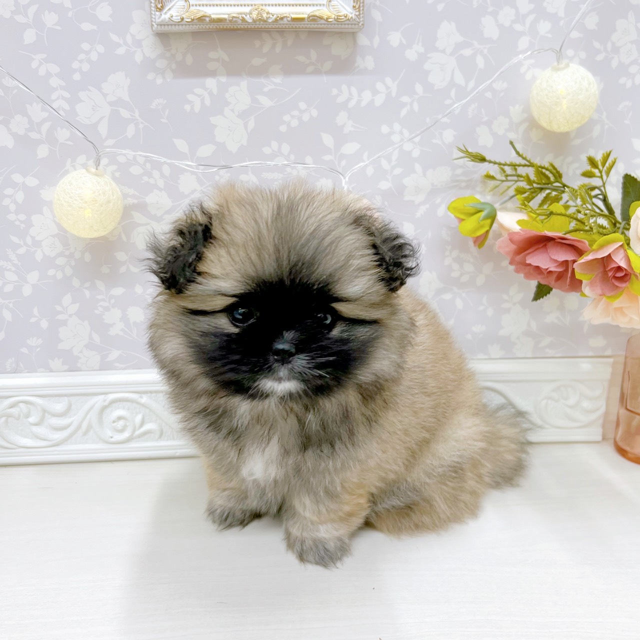 富山県のペキポメ/ポメペキ(ペキニーズ×ポメラニアン) (犬の家＆猫の里アミーゴ山室店/2025年9月29日生まれ/女の子/フォーン)の子犬の4枚目の画像