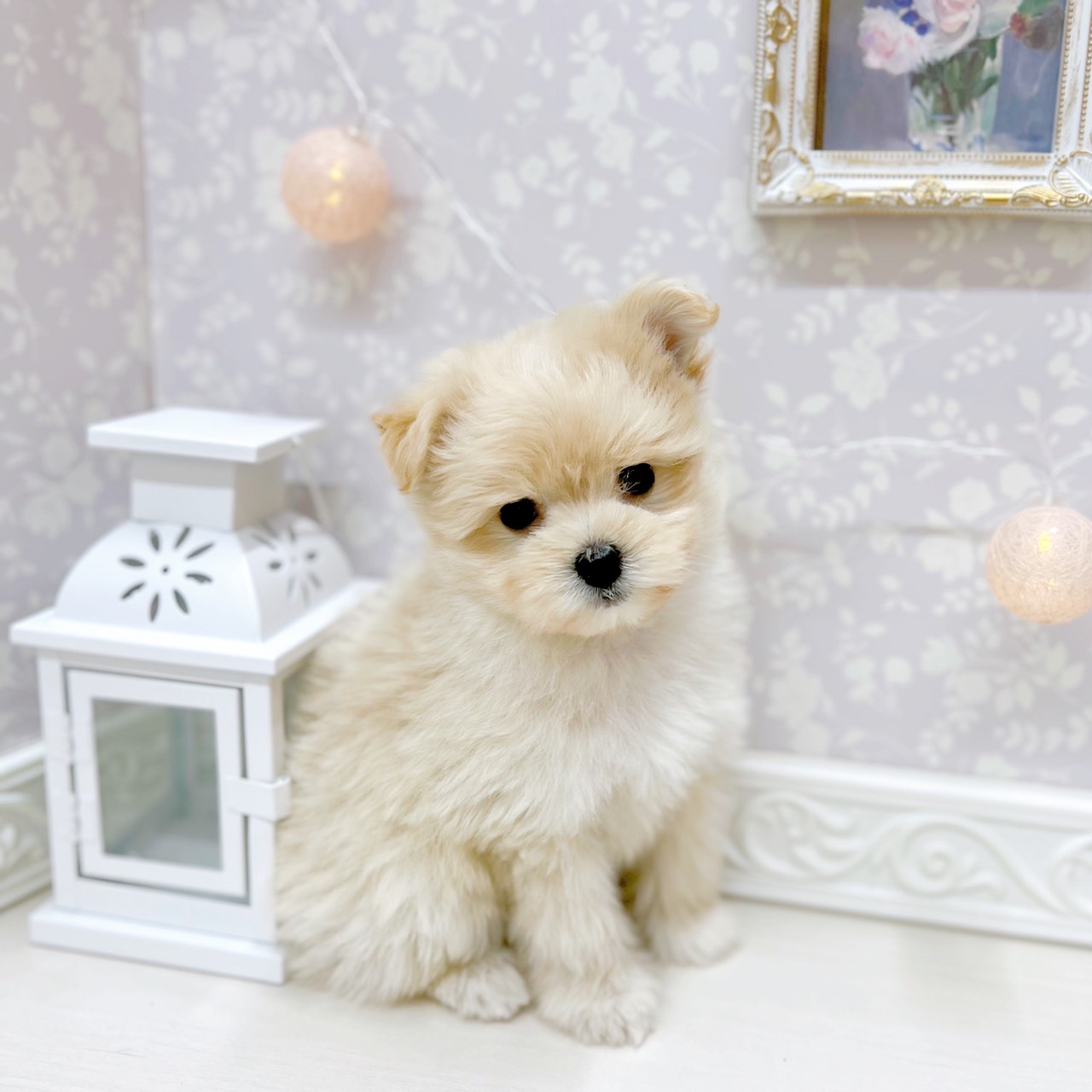 富山県のポメマル/マルポメ(ポメラニアン×マルチーズ) (犬の家＆猫の里アミーゴ山室店/2025年9月29日生まれ/女の子/クリーム)の子犬の4枚目の画像