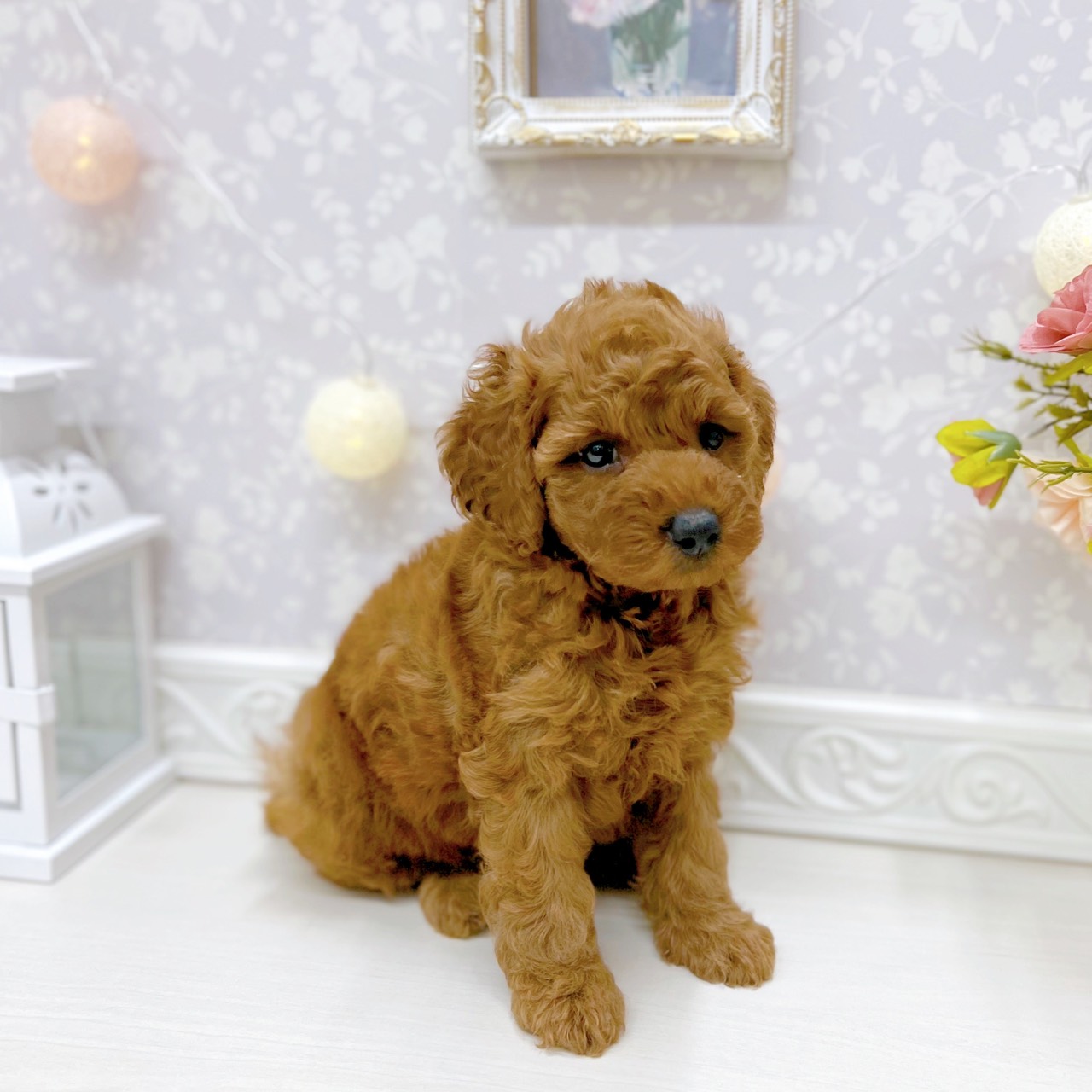 富山県のトイプードル(トイ) (犬の家＆猫の里アミーゴ山室店/2025年9月30日生まれ/女の子/レッド)の子犬の4枚目の画像