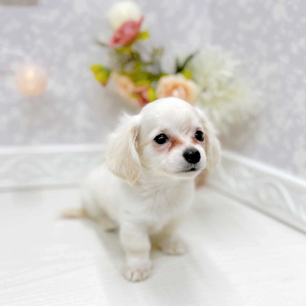 富山県のチワックス(チワワ×ダックス) (犬の家＆猫の里アミーゴ山室店/2025年9月28日生まれ/男の子/クリーム)の子犬の4枚目の画像