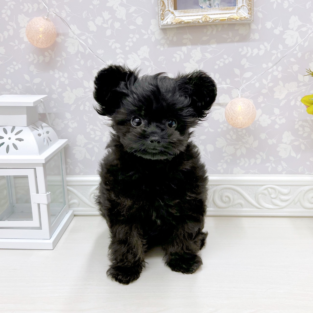 富山県のチワプー/プーチー(チワワ×プードル) (犬の家＆猫の里アミーゴ山室店/2025年9月23日生まれ/女の子/ブラック)の子犬の4枚目の画像