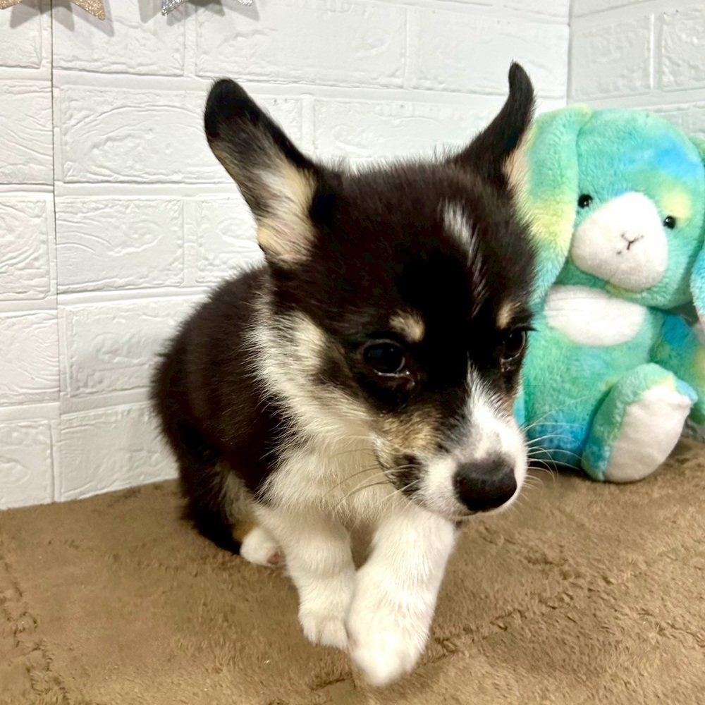 兵庫県のウェルシュコーギーペンブローク (犬の家＆猫の里ニッケパークタウン加古川店/2025年7月16日生まれ/女の子/ブラックタンホワイト)の子犬の4枚目の画像