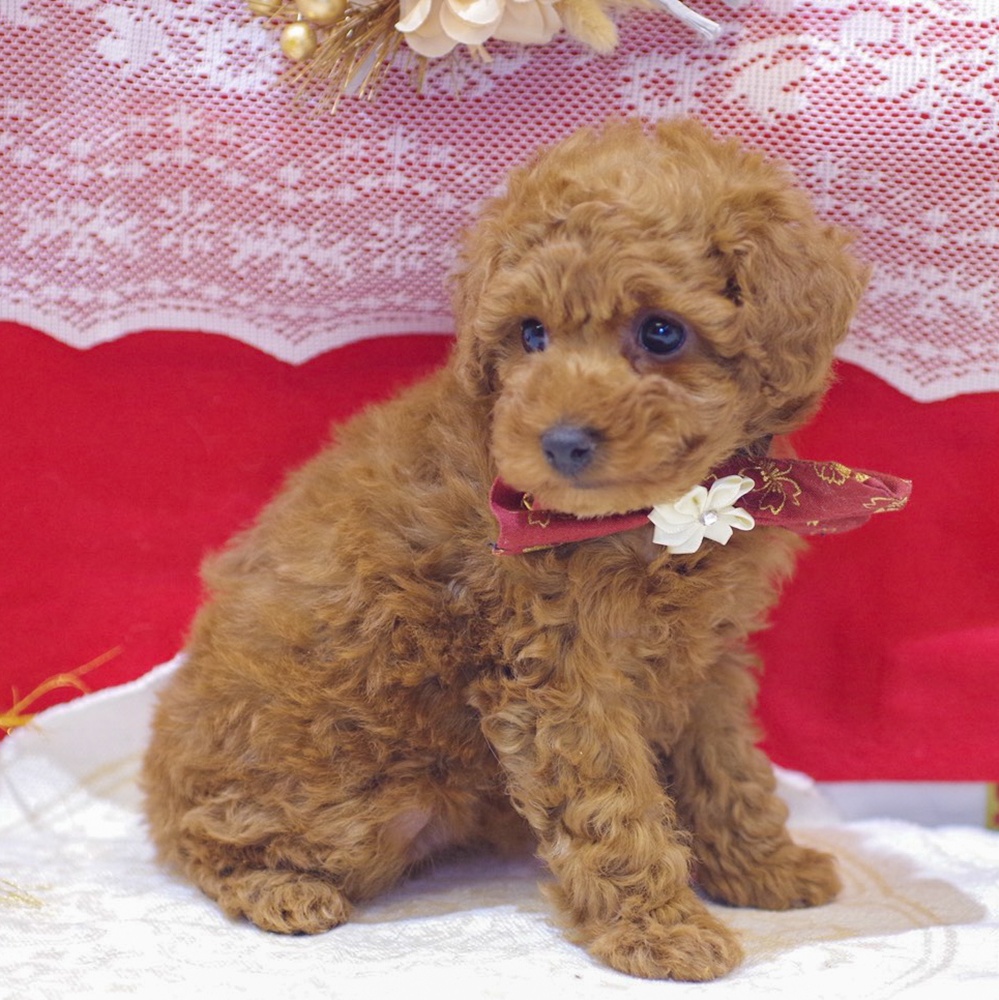 静岡県のトイプードル(トイ) (犬の家＆猫の里富士店/2025年11月24日生まれ/女の子/レッド)の子犬の4枚目の画像