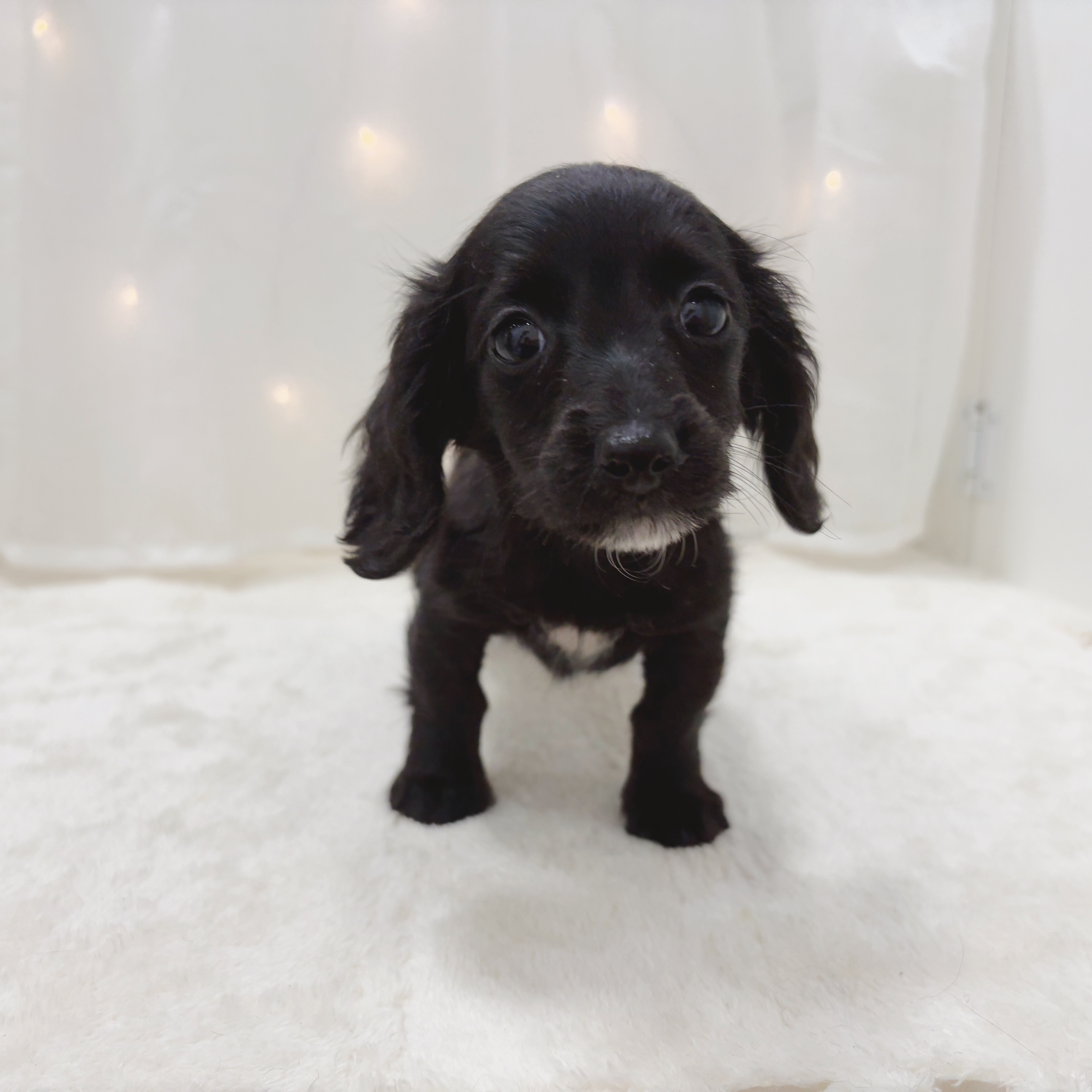 千葉県のミニチュアダックスフンド(ロング) (犬の家＆猫の里BIGHOPガーデンモール印西店/2025年6月8日生まれ/女の子/ブラックソリッド)の子犬の4枚目の画像