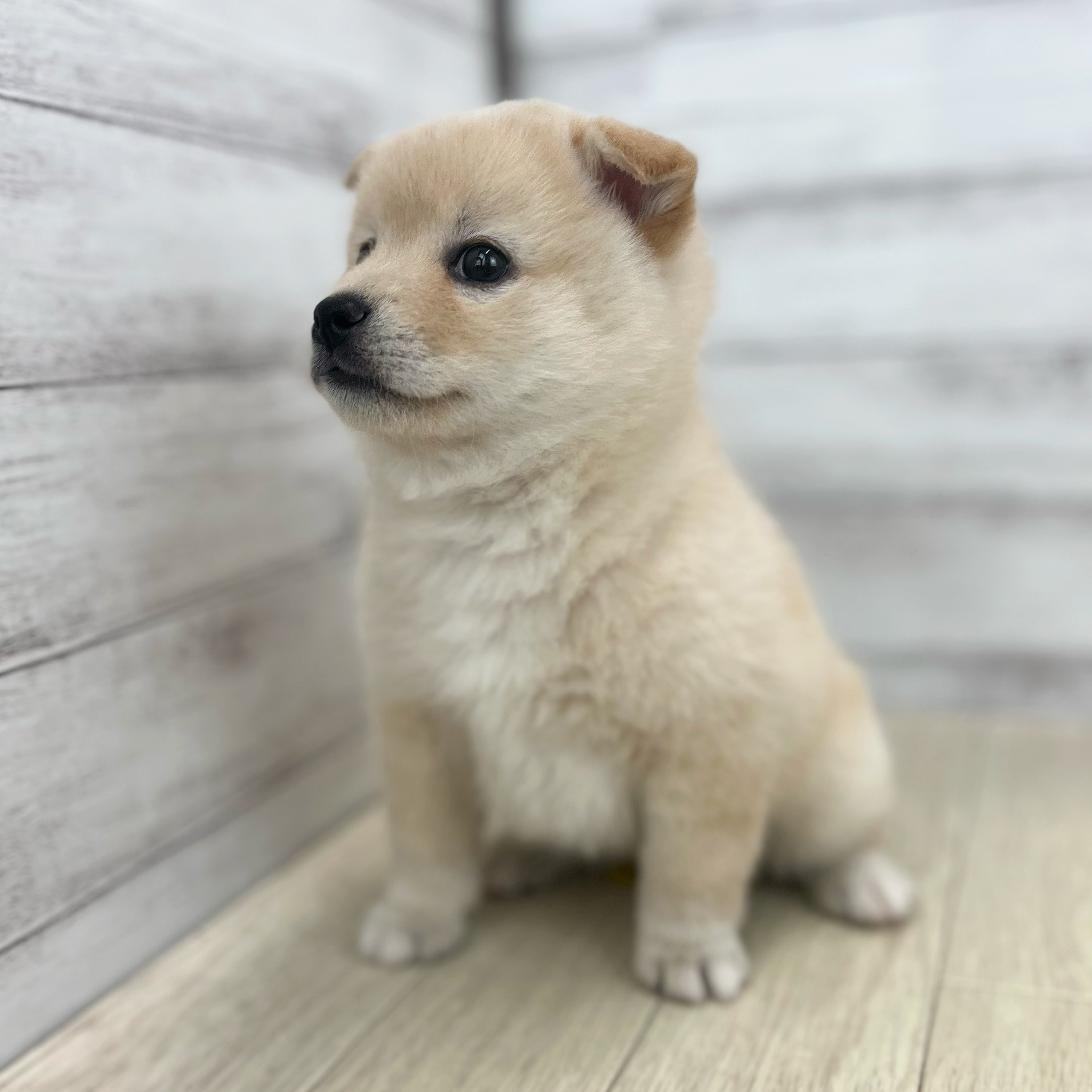 愛知県のポメ柴/豆ポメ/ポメ豆柴(ポメラニアン×柴犬) (犬の家＆猫の里春日井本店/2026年5月5日生まれ/女の子/白)の子犬の4枚目の画像