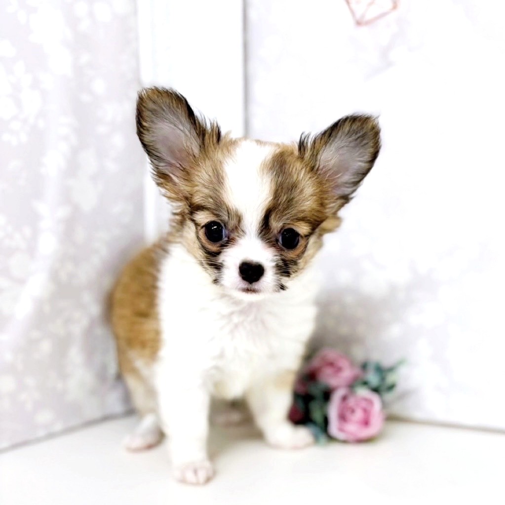 富山県のチワワ(ロング) (犬の家＆猫の里アミーゴ高岡蓮花寺店/2025年6月30日生まれ/女の子/フォーンホワイト)の子犬の4枚目の画像
