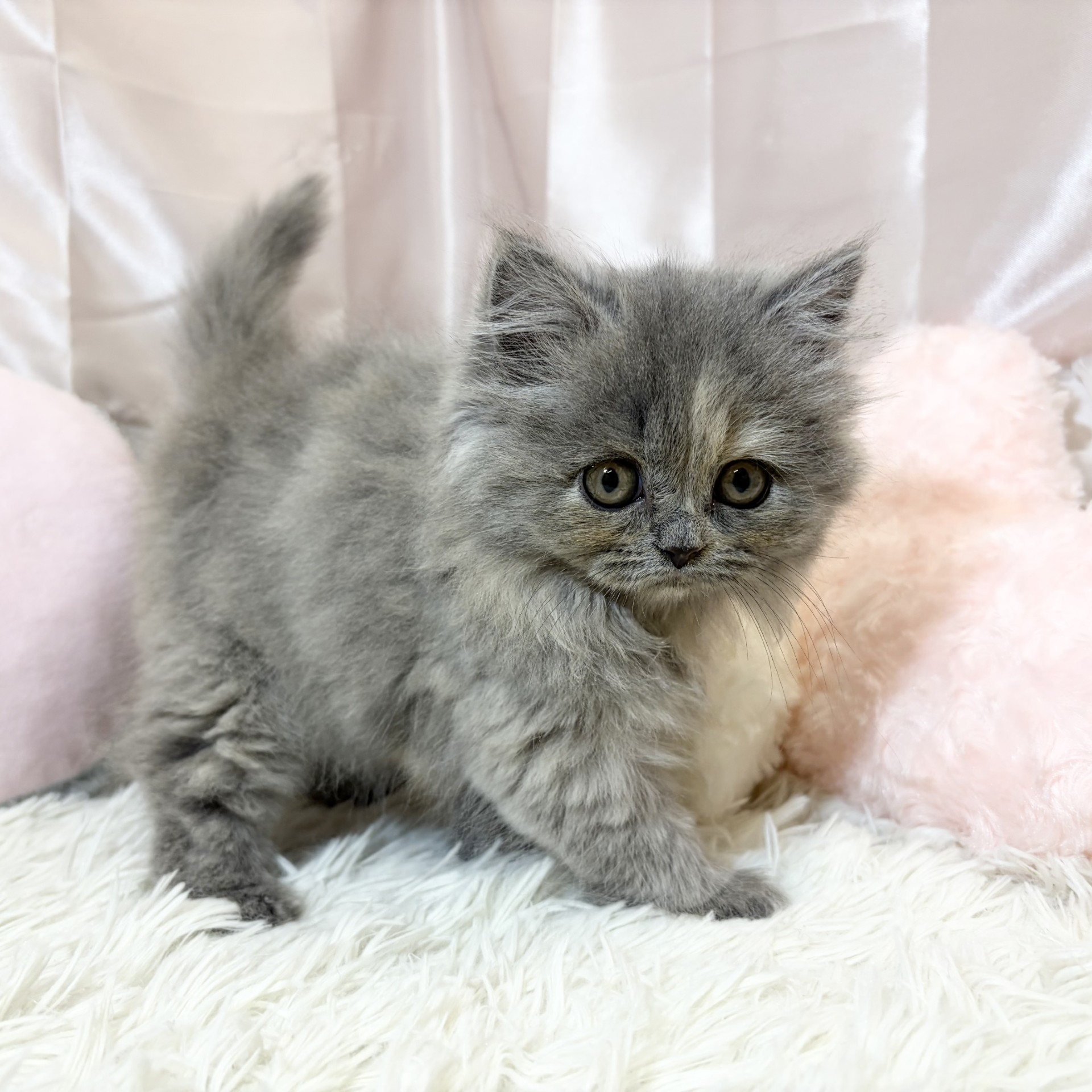 兵庫県のスコティッシュストレート (犬の家＆猫の里カナート西神戸店/2026年8月28日生まれ/女の子/ブルートーティ)の子猫の4枚目の画像