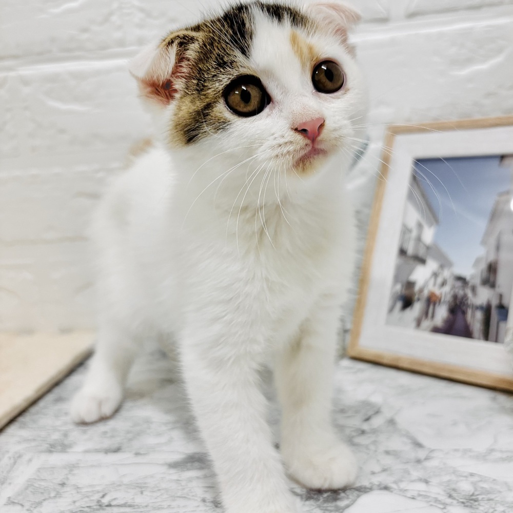 愛知県のスコティッシュフォールド (犬の家＆猫の里豊田店/2026年7月10日生まれ/女の子/ブラウンパッチドタビーホワイト)の子猫の4枚目の画像