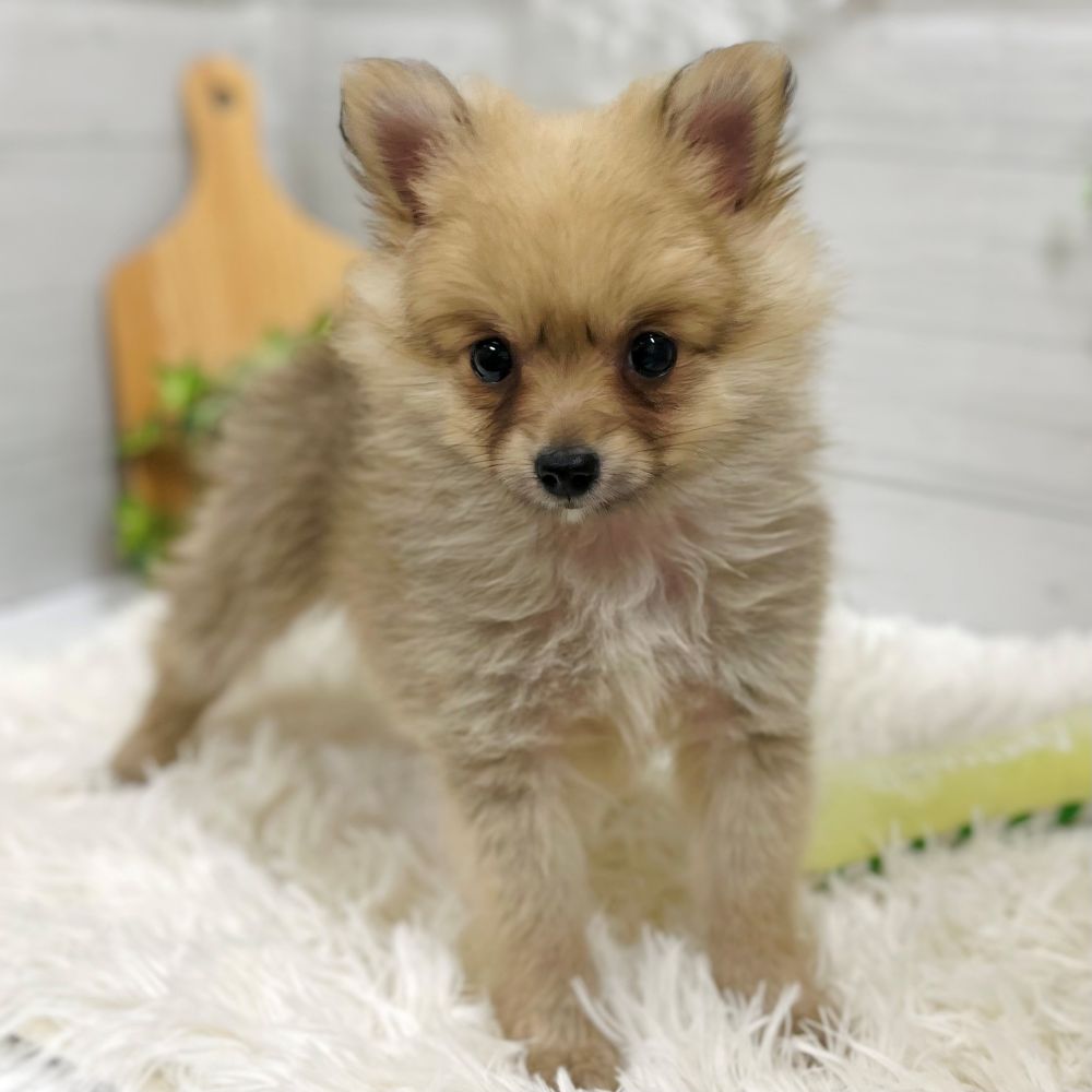 愛知県のポメチワ/チワポメ/ポメチー(ポメラニアン×チワワ) (犬の家＆猫の里豊田店/2025年9月10日生まれ/男の子/オレンジ)の子犬の4枚目の画像