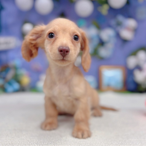 岐阜県のミニチュアダックスフンド(ロング) (犬の家＆猫の里岐南店/2025年4月22日生まれ/男の子/ゴールド)の子犬の4枚目の画像