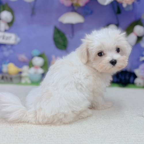 岐阜県のマルチーズ (犬の家＆猫の里岐南店/2025年5月9日生まれ/女の子/ホワイト)の子犬の4枚目の画像