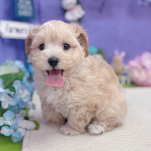 岐阜県のマルプー(マルチーズ×プードル) (犬の家＆猫の里岐南店/2025年5月19日生まれ/男の子/アプリコット)の子犬の4枚目の画像