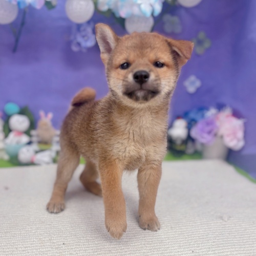 岐阜県の柴犬(標準サイズ) (犬の家＆猫の里岐南店/2025年5月25日生まれ/男の子/赤)の子犬の4枚目の画像