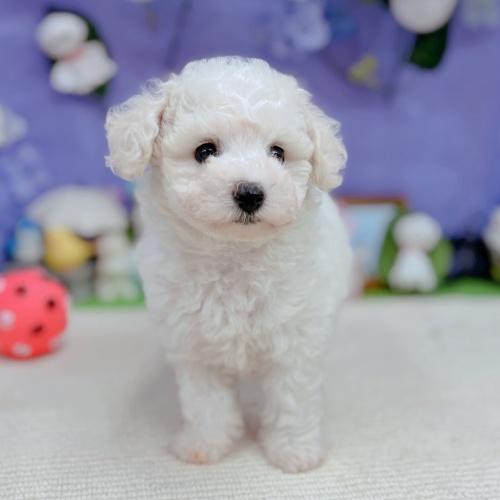 岐阜県のビションフリーゼ (犬の家＆猫の里岐南店/2025年5月27日生まれ/女の子/ホワイト)の子犬の4枚目の画像