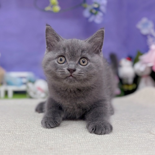 岐阜県のブリティッシュショートヘアー (犬の家＆猫の里岐南店/2025年6月6日生まれ/男の子/ブルー)の子猫の4枚目の画像