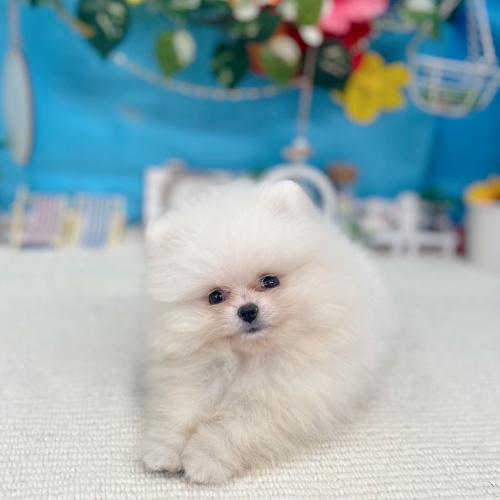 岐阜県のポメラニアン (犬の家＆猫の里岐南店/2025年7月1日生まれ/女の子/クリーム)の子犬の4枚目の画像