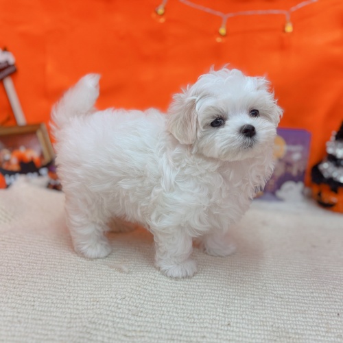 岐阜県のマルチーズ (犬の家＆猫の里岐南店/2025年8月16日生まれ/男の子/ホワイト)の子犬の4枚目の画像