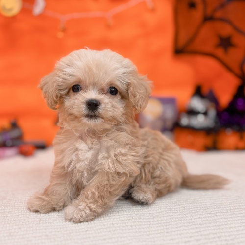 岐阜県のチワプー/プーチー(チワワ×プードル) (犬の家＆猫の里岐南店/2025年8月31日生まれ/男の子/アプリコット)の子犬の4枚目の画像