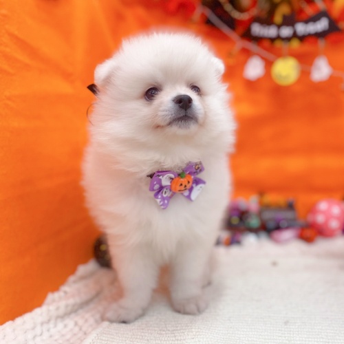 岐阜県のポメラニアン (犬の家＆猫の里岐南店/2025年8月26日生まれ/男の子/クリーム)の子犬の4枚目の画像