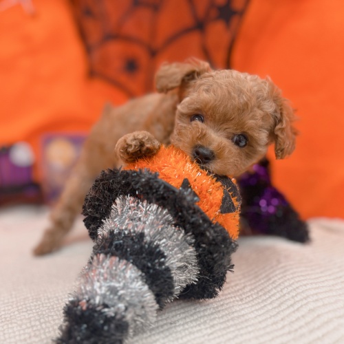 岐阜県のトイプードル(トイ) (犬の家＆猫の里岐南店/2025年9月2日生まれ/男の子/オレンジフォーン)の子犬の4枚目の画像