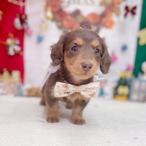 岐阜県のミニチュアダックスフンド(ロング) (犬の家＆猫の里岐南店/2025年9月20日生まれ/男の子/チョコレートタン)の子犬の4枚目の画像