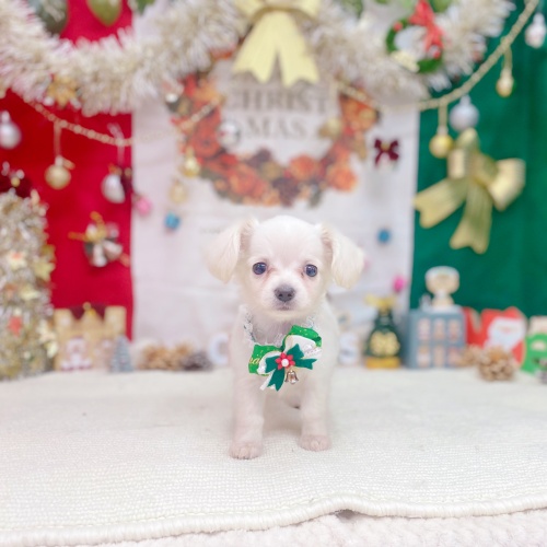 岐阜県のチワックス(チワワ×ダックス) (犬の家＆猫の里岐南店/2025年9月19日生まれ/男の子/クリーム)の子犬の4枚目の画像