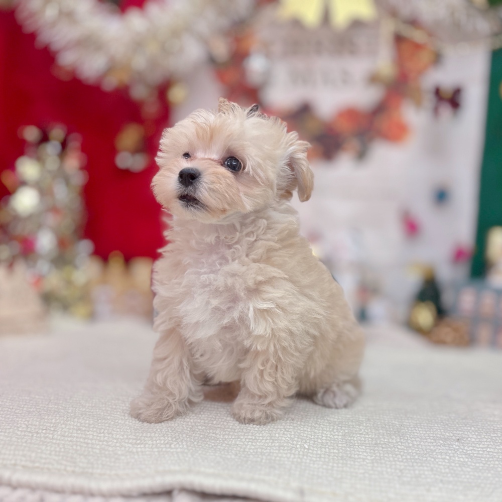 岐阜県のマルプー(マルチーズ×プードル) (犬の家＆猫の里岐南店/2025年9月28日生まれ/男の子/クリーム)の子犬の4枚目の画像