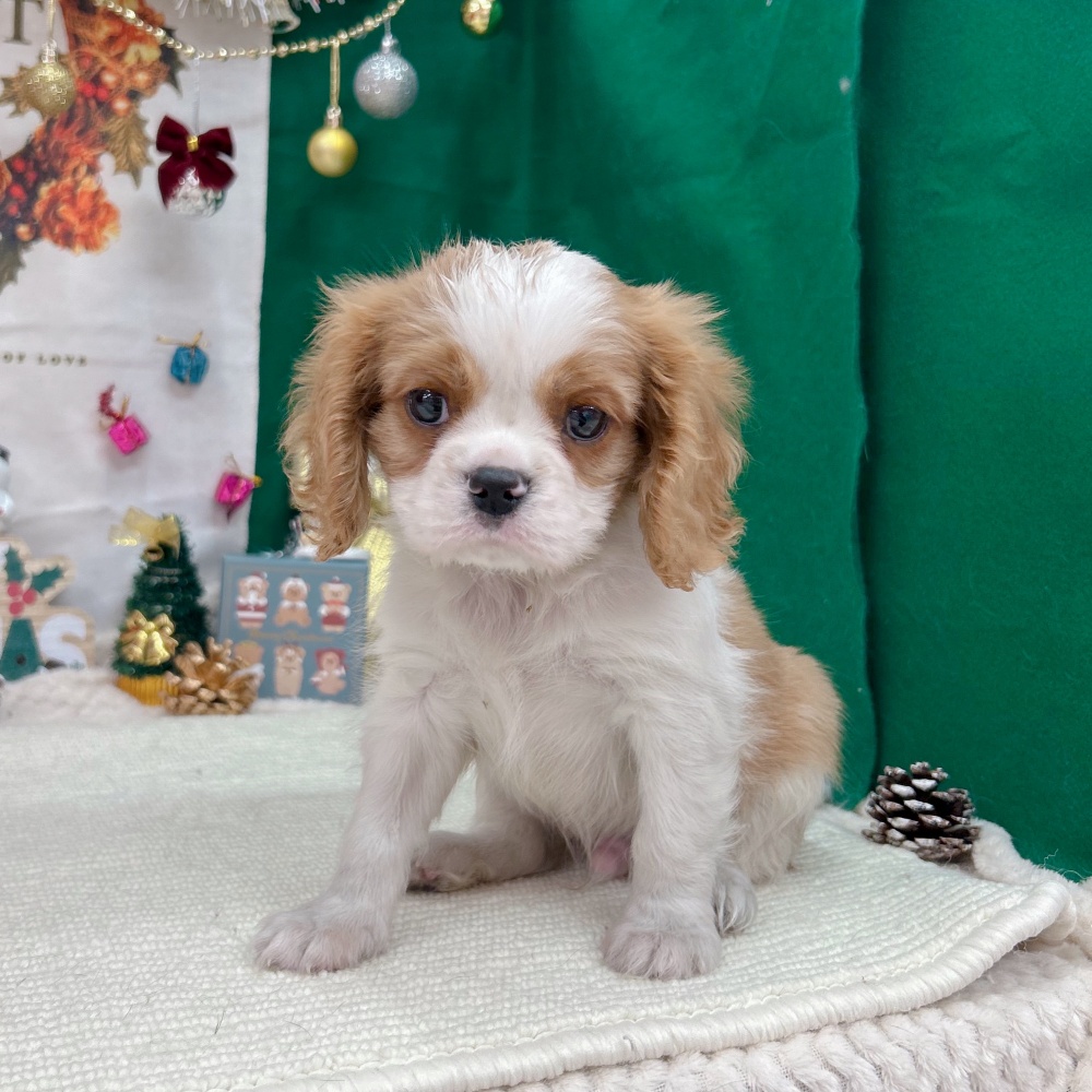 岐阜県のキャバリアキングチャールズスパニエル (犬の家＆猫の里岐南店/2025年9月27日生まれ/男の子/ブレンハイム)の子犬の4枚目の画像