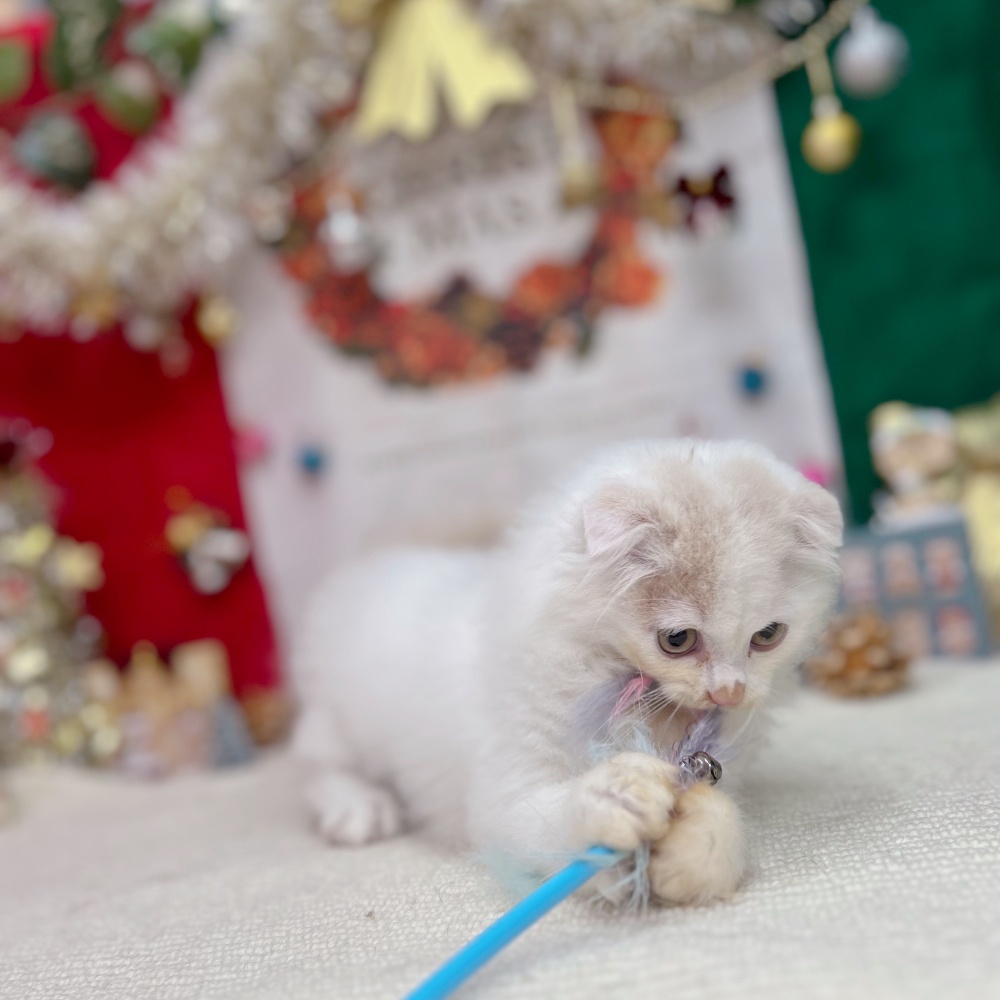 岐阜県のスコティッシュフォールド (犬の家＆猫の里岐南店/2025年9月21日生まれ/男の子/クリームタビーホワイト)の子猫の4枚目の画像