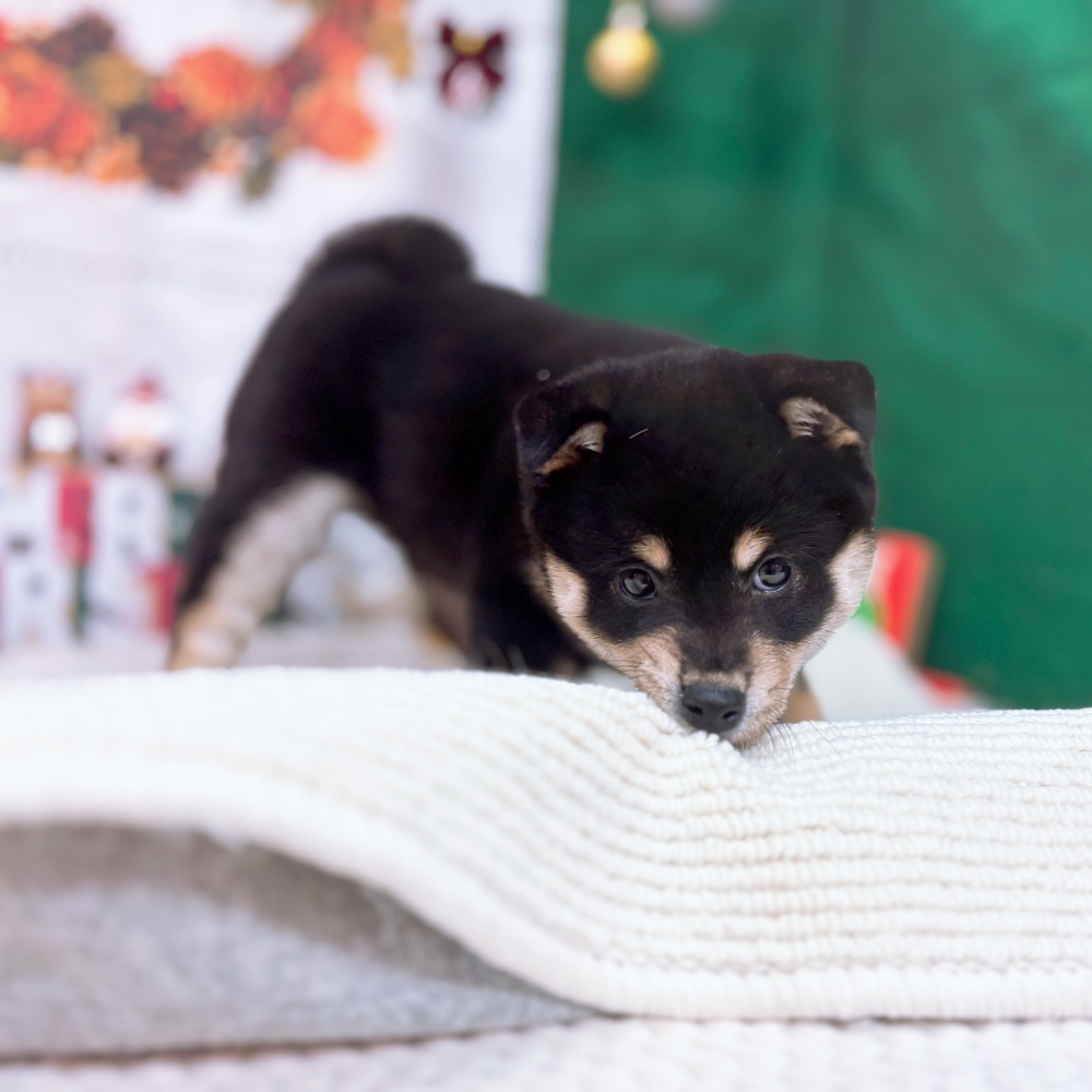 岐阜県の柴犬(標準サイズ) (犬の家＆猫の里岐南店/2025年9月21日生まれ/女の子/黒)の子犬の4枚目の画像