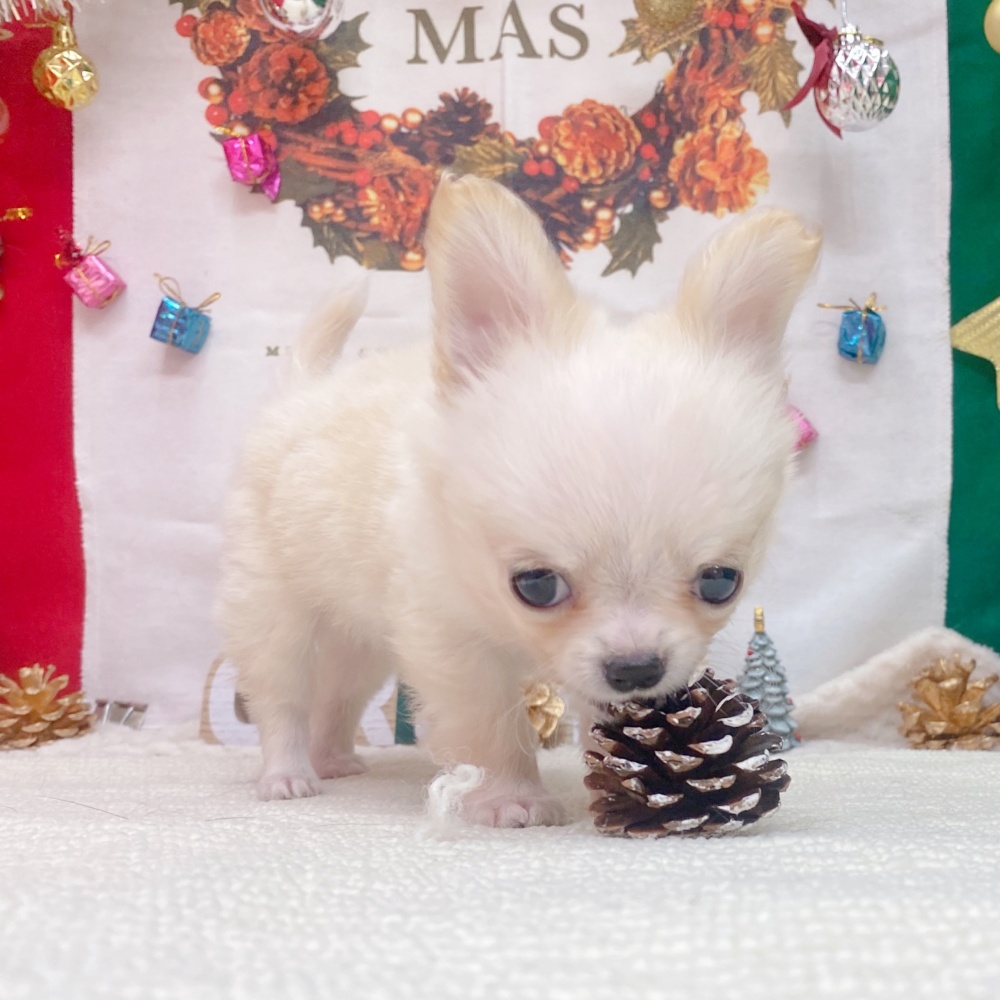 岐阜県のチワワ(ロング) (犬の家＆猫の里岐南店/2025年10月1日生まれ/男の子/クリームホワイト)の子犬の4枚目の画像