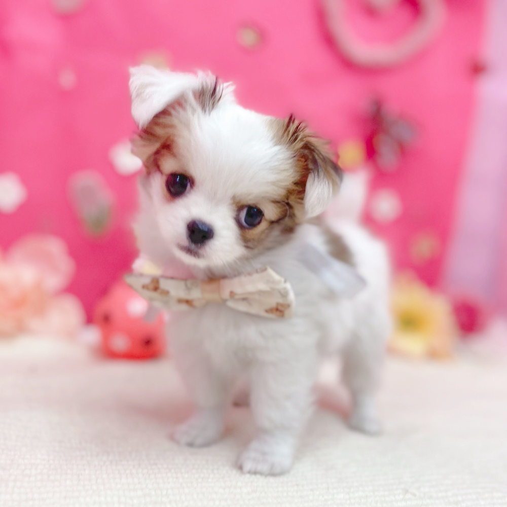 岐阜県のチワワ(ロング) (犬の家＆猫の里岐南店/2026年1月26日生まれ/男の子/ホワイトレッド)の子犬の4枚目の画像