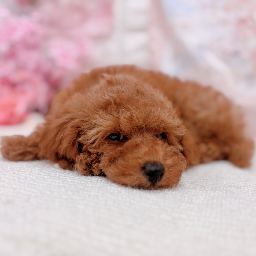 岐阜県のトイプードル(トイ) (犬の家＆猫の里岐南店/2026年2月2日生まれ/女の子/レッドフォーン)の子犬の4枚目の画像