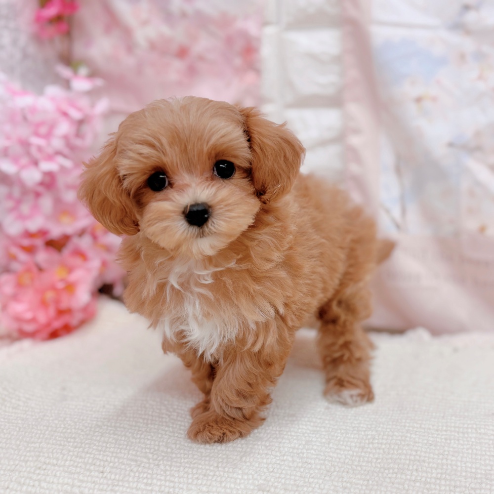 岐阜県のマルプー(マルチーズ×プードル) (犬の家＆猫の里岐南店/2026年2月4日生まれ/女の子/アプリコットホワイト)の子犬の4枚目の画像