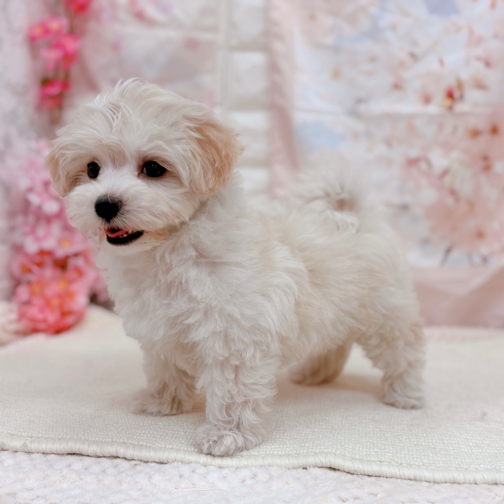 岐阜県のマルプー(マルチーズ×プードル) (犬の家＆猫の里岐南店/2026年2月5日生まれ/女の子/クリームホワイト)の子犬の4枚目の画像
