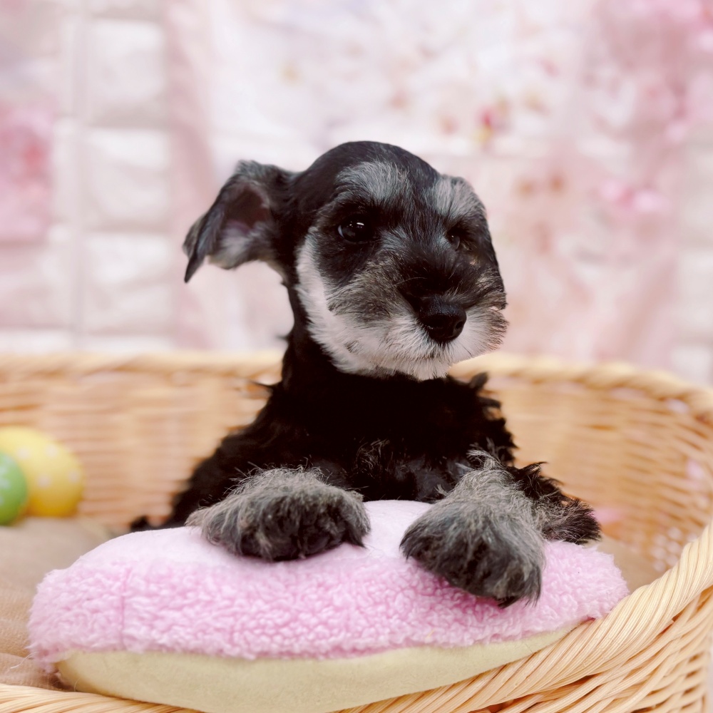 岐阜県のミニチュアシュナウザー (犬の家＆猫の里岐南店/2026年2月6日生まれ/女の子/ソルトペッパー)の子犬の4枚目の画像
