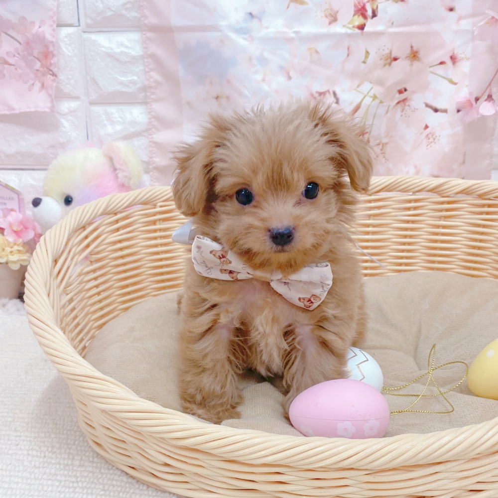 岐阜県のチワプー/プーチー(チワワ×プードル) (犬の家＆猫の里岐南店/2026年2月19日生まれ/男の子/アプリコット)の子犬の4枚目の画像