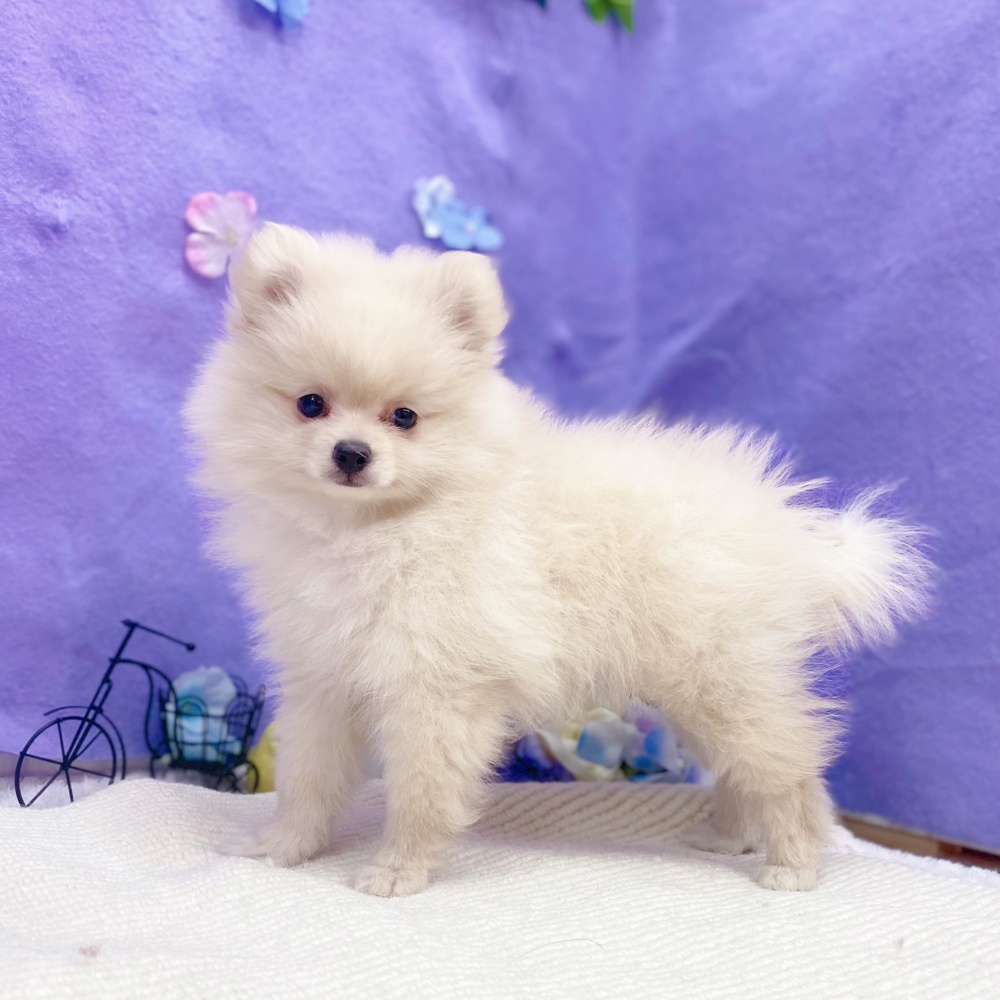岐阜県のポメラニアン (犬の家＆猫の里岐南店/2026年4月8日生まれ/女の子/クリーム)の子犬の4枚目の画像
