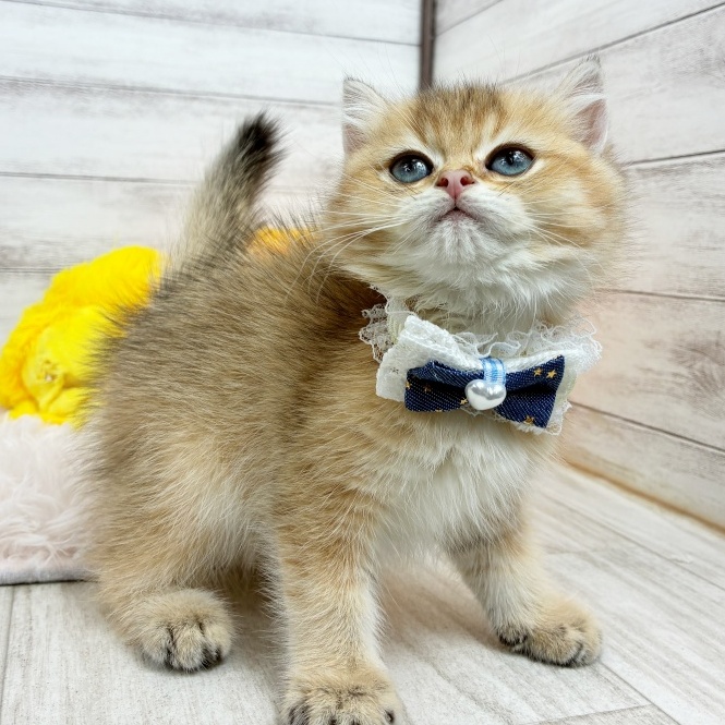兵庫県のブリティッシュショートヘアー (犬の家＆猫の里川西店/2026年6月26日生まれ/男の子/シェーデットゴールデン)の子猫の4枚目の画像