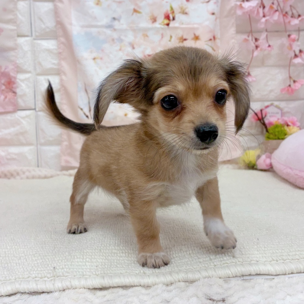 岐阜県のチワックス(チワワ×ダックス) (犬の家＆猫の里岐南店/2026年3月2日生まれ/男の子/レッド)の子犬の4枚目の画像
