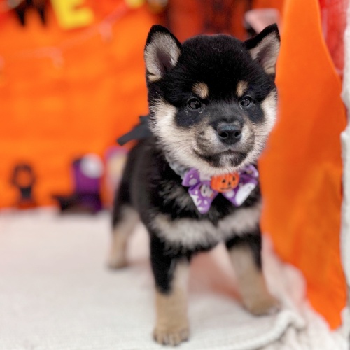 岐阜県の豆柴 (犬の家＆猫の里岐南店/2025年8月28日生まれ/男の子/黒)の子犬の4枚目の画像