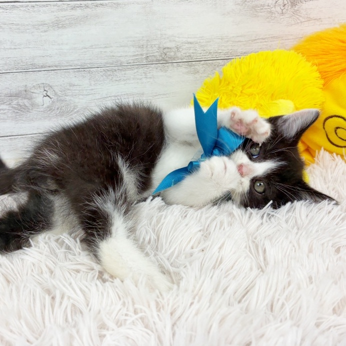 兵庫県のスコティッシュストレート (犬の家＆猫の里川西店/2026年6月26日生まれ/男の子/ブラックホワイト)の子猫の4枚目の画像